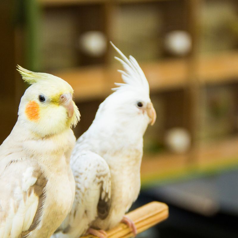 Photo of cocktiels  birds after completing
            weight loss treatment course