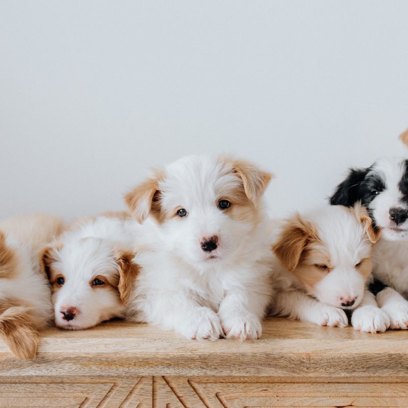 Photo of puppies
             after disase free breeding course