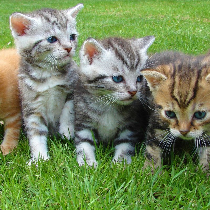 Photo of Kitty
             in garden