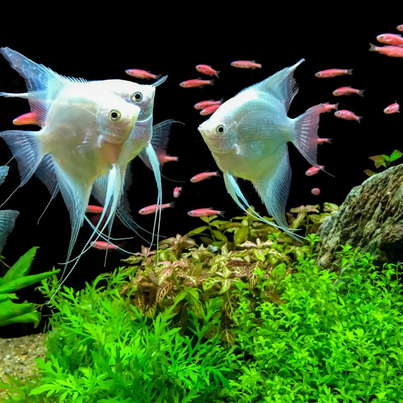 Photo of fish playing in  aquirium