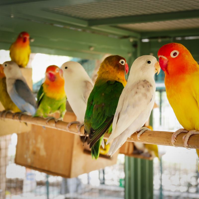 Photo of beautifully
           birds 