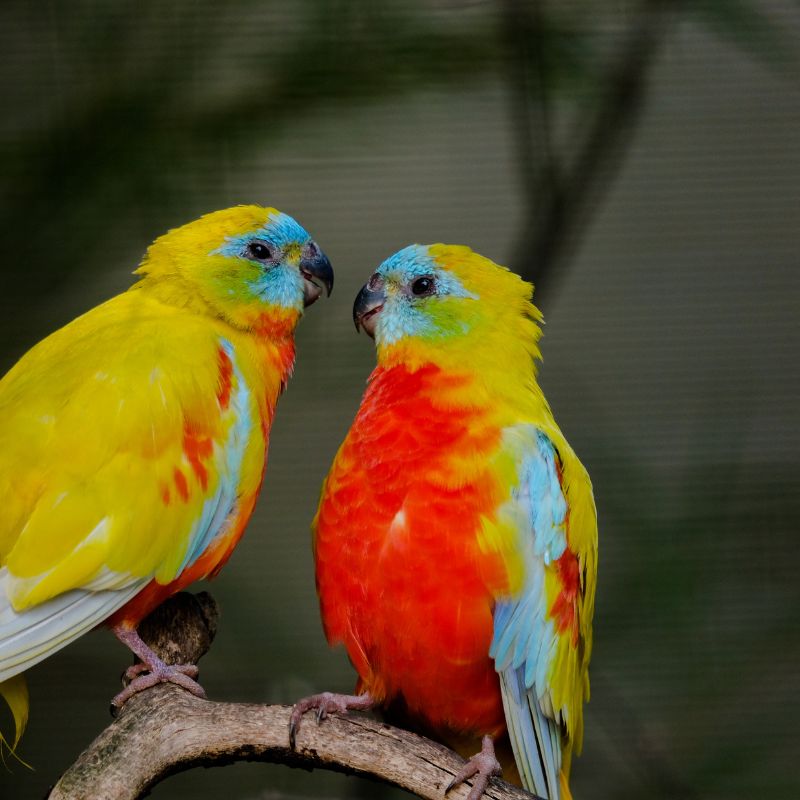 Photo of amazon parrot bird in breeding moods 