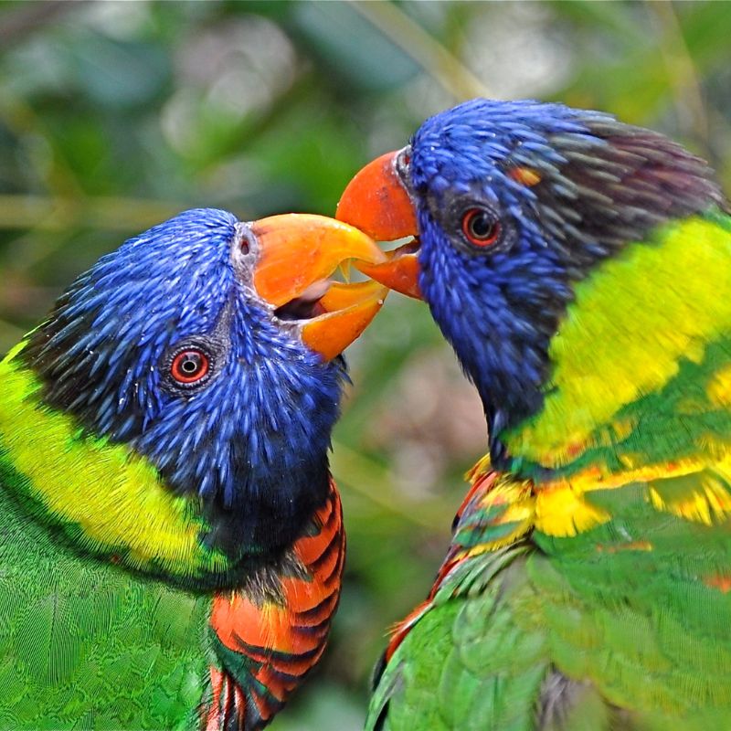 Photo of grass parakeets bird in breeding moods after completing
            breed up drop